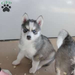Bella, Siberian Husky Puppy